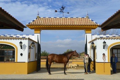 Espagne, Andalousie, province de Séville, Utrera, le haras Ayala (Yeguada Ayala), Pure race espagnole ou PRE (Pura Raza Espanola)