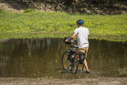 France, Maine-et-Loire (49), vallée de la Loire classée au Patrimoine Mondial par l'UNESCO, Dampierre à l'Est de Saumur, randonnée à bicyclette le long des berges de la Loire