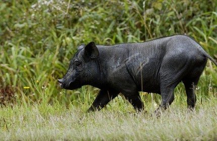 Belgique, Wallonie, province de Liège, un sanglier
