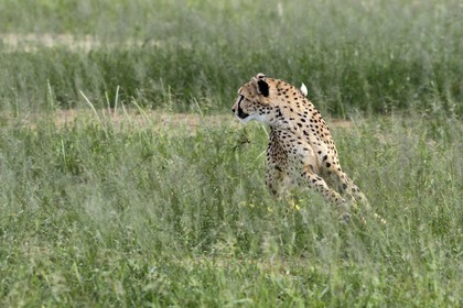 Namibie, Otjiwarongo, Cheetah Conservation Fund, centre de recherche et d'éducation, guépard (Acinonyx jubatus) entrainé à courir pour rester en forme et sain
