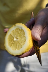 France, Alpes-Maritimes (06), Menton, le domaine de la Citronneraie créé par François Mazet, le Citron de Menton n’est pas ciré et ne subit aucun traitement chimique après la récolte