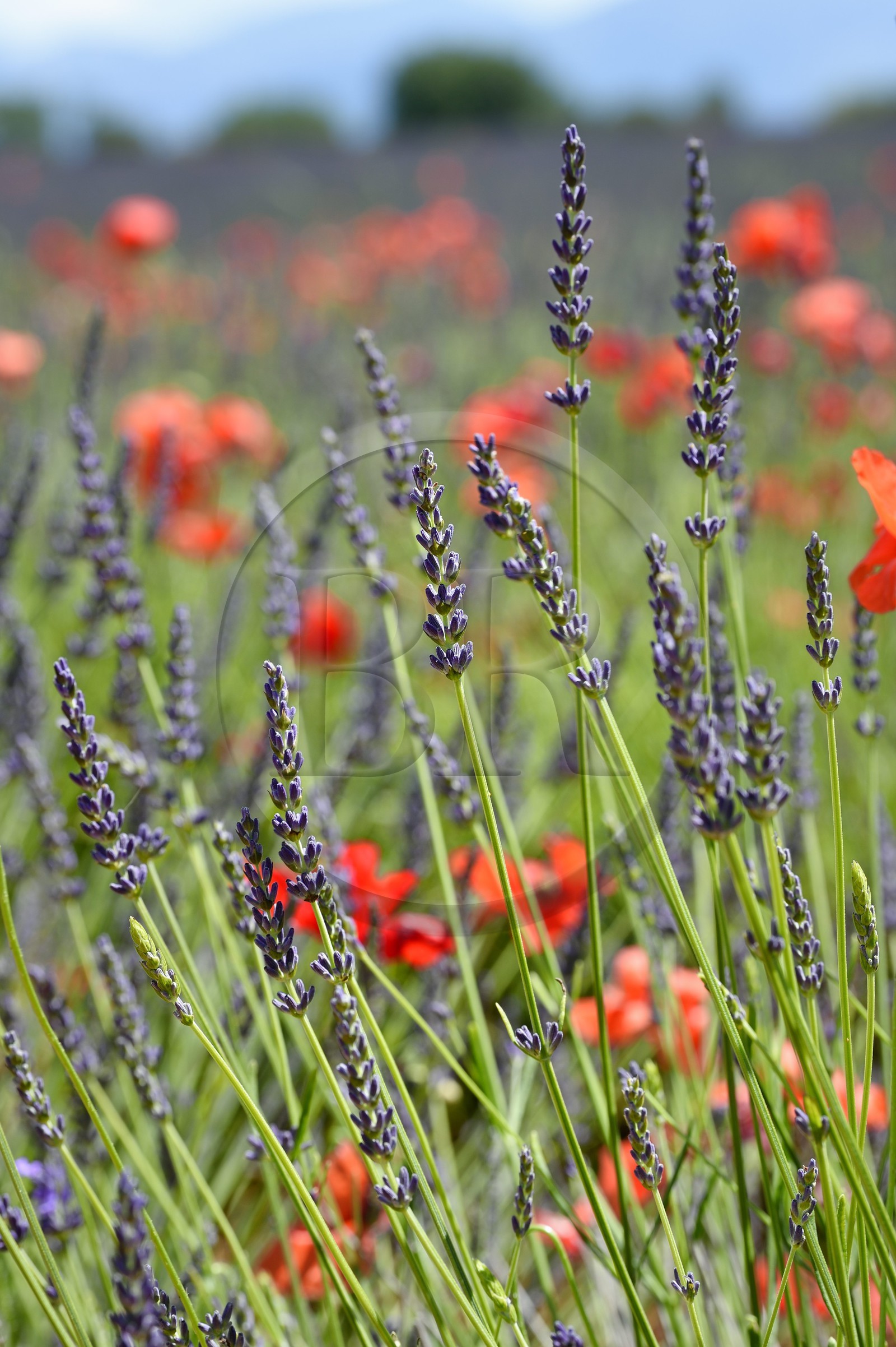 France, Alpes-de-Haute-Provence (04), parc naturel régional du Verdon, plateau de Valensole, coquelicots dans un champ de lavandin