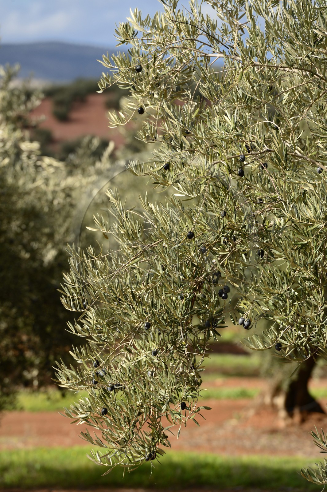 Espagne, Andalousie, province de Jaén, champs d'oliviers au sud de Martos entre Baena et Alcaudete