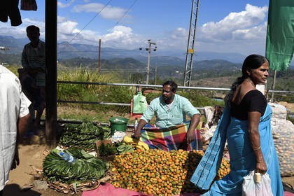 Sri Lanka, Province d'Uva, Haputale, vendeur ambulant de feuilles et de noix de bétel