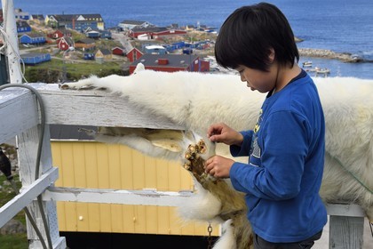 Groenland, cote ouest, baie de Baffin, Upernavik, jeune inuit montrant la peau d'un ours polaire chassé par son père
