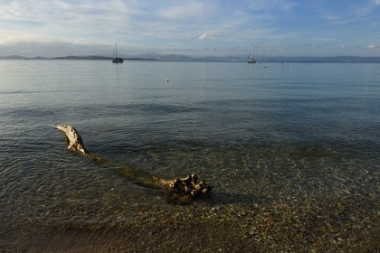 France, Var (83), Iles d'Hyères, parc national de Port Cros, Ile de Porquerolles, plage de la Courtade