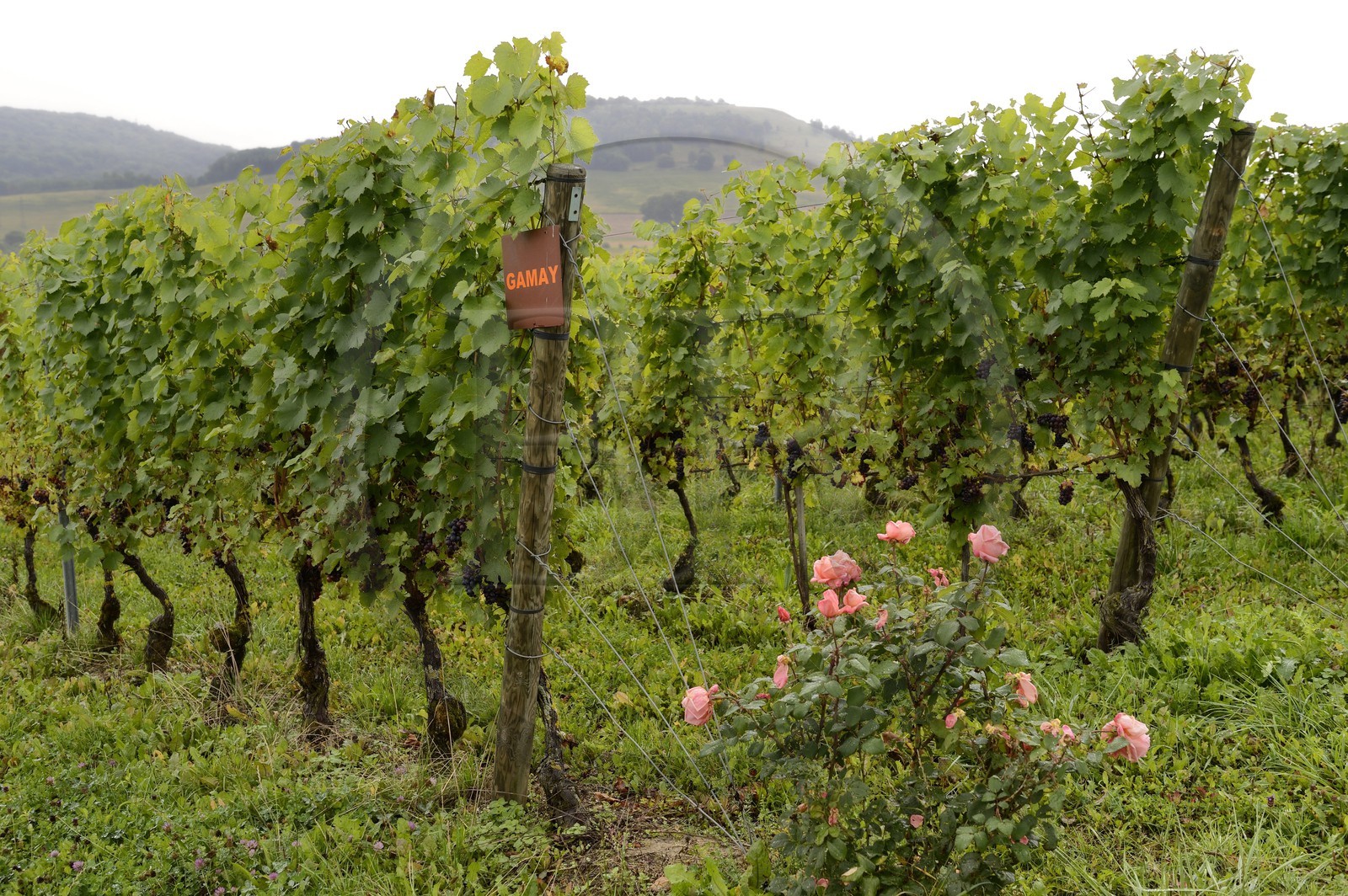 France, Meurthe-et-Moselle (54), Bruley, vignoble des Côtes de Toul, cépage Gamay