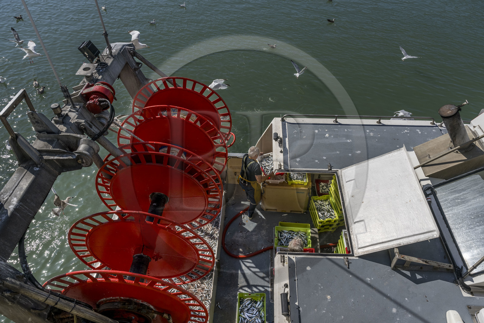 France, Vendée (85), Saint-Gilles-Croix-de-Vie, bateau à quai à la criée du port de pêche, tri des sardines avant le débarquement