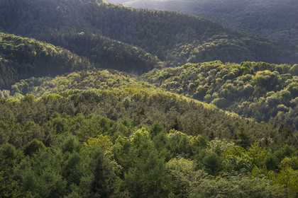 France, Bas-Rhin (67), Parc naturel régional des Vosges du Nord, Lembach, foret domaniale de Steinbach