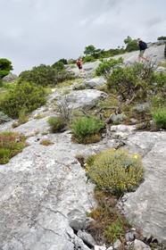 France, Var (83), Plan-d'Aups-Sainte-Baume, parc naturel régional de la Sainte-Baume, Massif de la Sainte-Baume, randonneurs au col du Saint-Pilon au sommet de la falaise sur le GR 98 et GR9, santoline au premier plan dans la roche