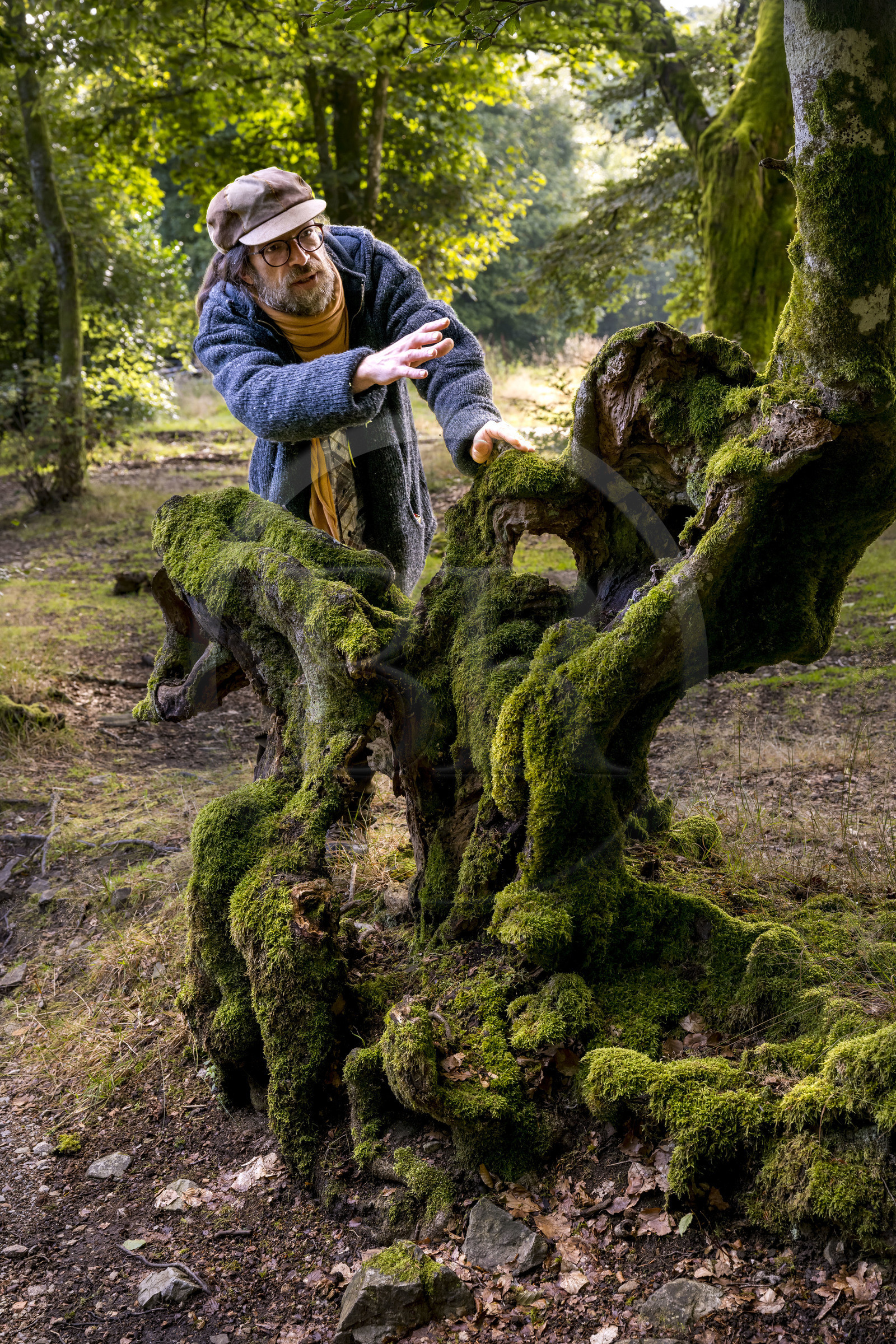 France, Saône-et-Loire (71), parc naturel régional du Morvan, Saint-Léger-sous-Beuvray, oppidum de Bibracte, le site archéologique sur le mont Beuvray, haies de hêtres tressées vieilles de 200 ans appelées des queules le long des chemins creux, avec le guide géologue et biologiste Frédéric Bensaad