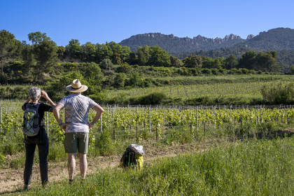 France, Vaucluse (84), Dentelles de Montmirail, Beaumes-de-Venise, randonneurs observant le versant Sud de la montagne des Dentelles Sarrasines et le Clapis