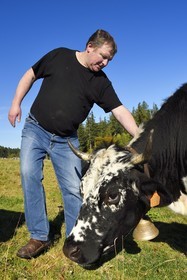 France, Haut-Rhin (68), Wasserbourg, Ferme-auberge Buchwald, le marcaire Michel Wehrey avec ses vaches de race vosgiennes