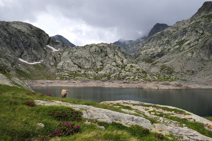 France, Alpes-Maritimes (06), parc national du Mercantour, vallée de la Valmasque, étagne, bouquetin (Capra ibex) femelle des Alpes au bord du lac Noir