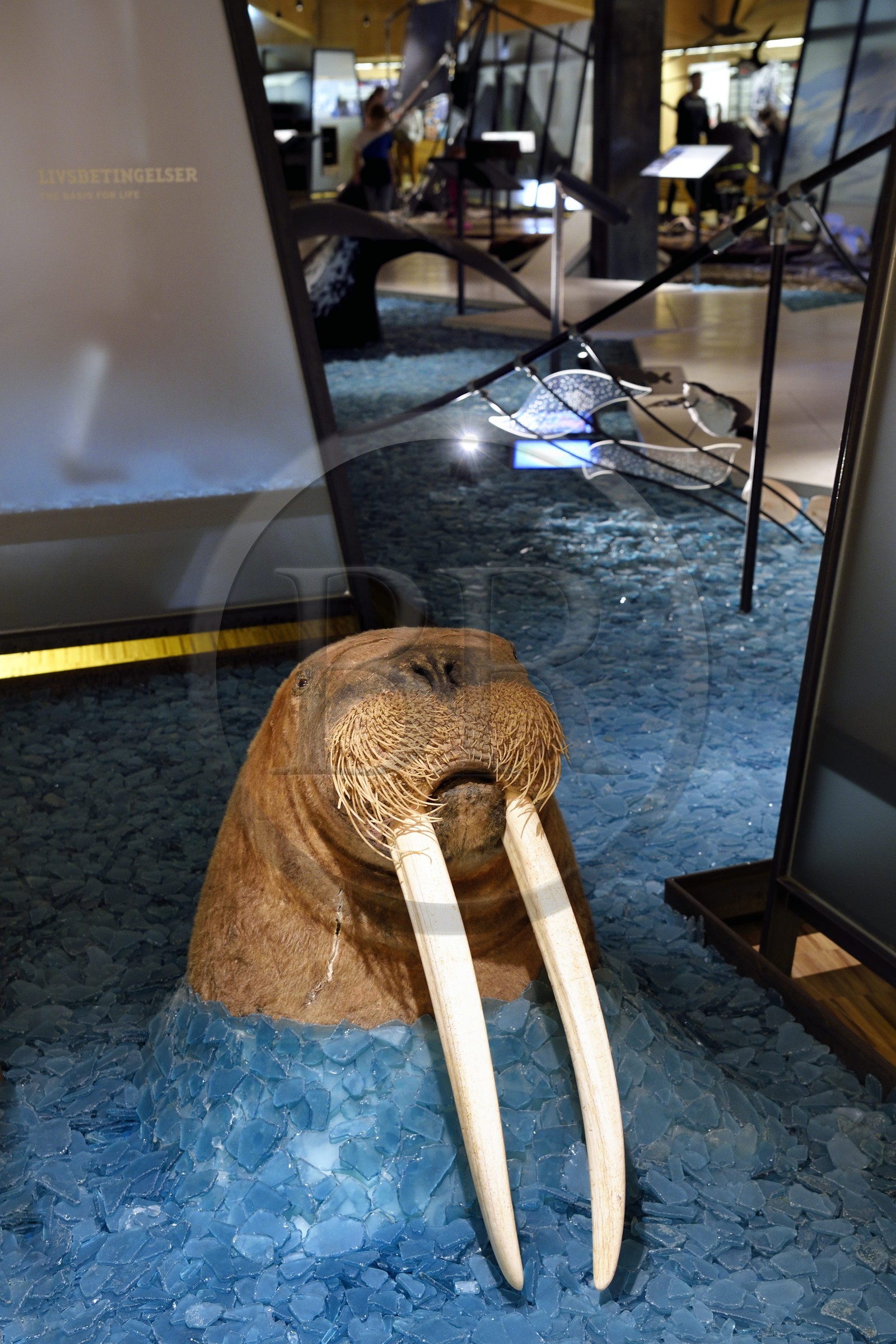 Norvège, Svalbard, Spitzberg, Longyearbyen, Svalbard museum, morse (Odobenus rosmarus)
