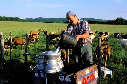 France, Saône-et-Loire (71), Mâconnais, Cormatin, traite du lait de chèvres