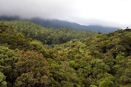 Sri Lanka, Province d'Uva, trajet en train dans la région montagneuse de la culture du thé entre Hatton et Badulla, la forêt de nuages du parc national de Horton Plains, passage à une hauteur de 1898m