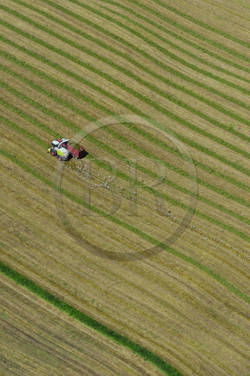Royaume-Uni, Ecosse, région des Borders, travaux agricoles, goélands se nourissent dans la terre retournée par le tracteur (vue aérienne)