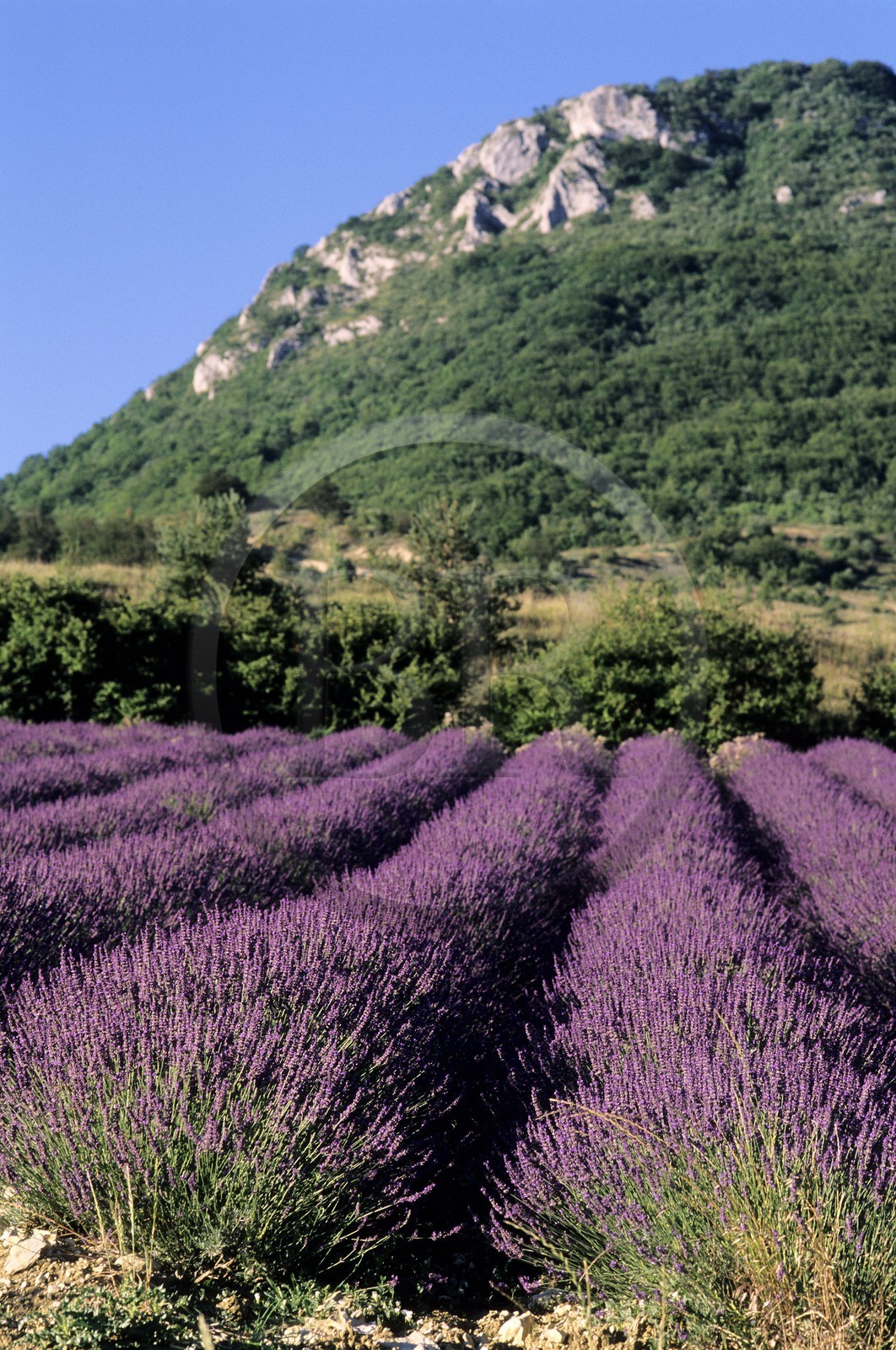 France, Drôme (26), champs de lavande, vallée de la rivière Ennuye