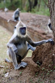 Sri Lanka, province centrale, district de Matale, Sigiriya, ville ancienne de Sigiriya classée patrimoine mondial de l'UNESCO, l'ancien palais forteresse du Rocher du Lion, Entelle gris (Semnopithecus priam)